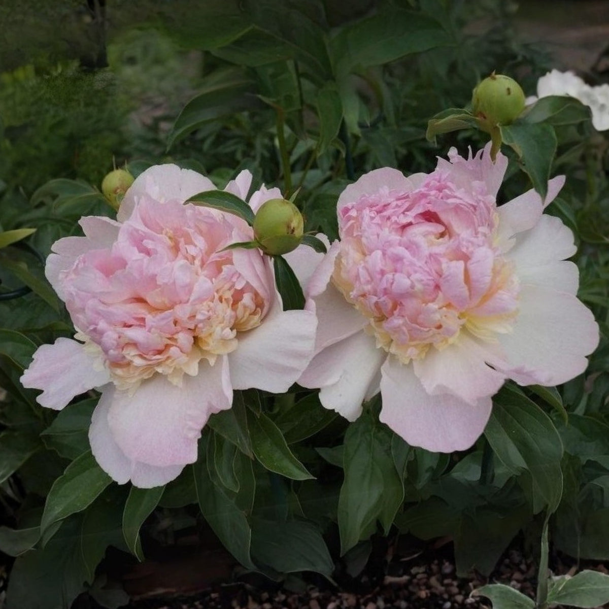Raspberry Sundae Peony Seeds - Chinese Peony, 10+ seeds