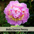 10+ Rare Seeds-  Bella Donna   Peony Seeds (Paeonia, Herbaceous Peony) – Rare Heirloom - Open Pollinated -  Romantic Perennial Blooms for Cottage Garden, Fragrant Cut Flowers, Easy to Grow #B031