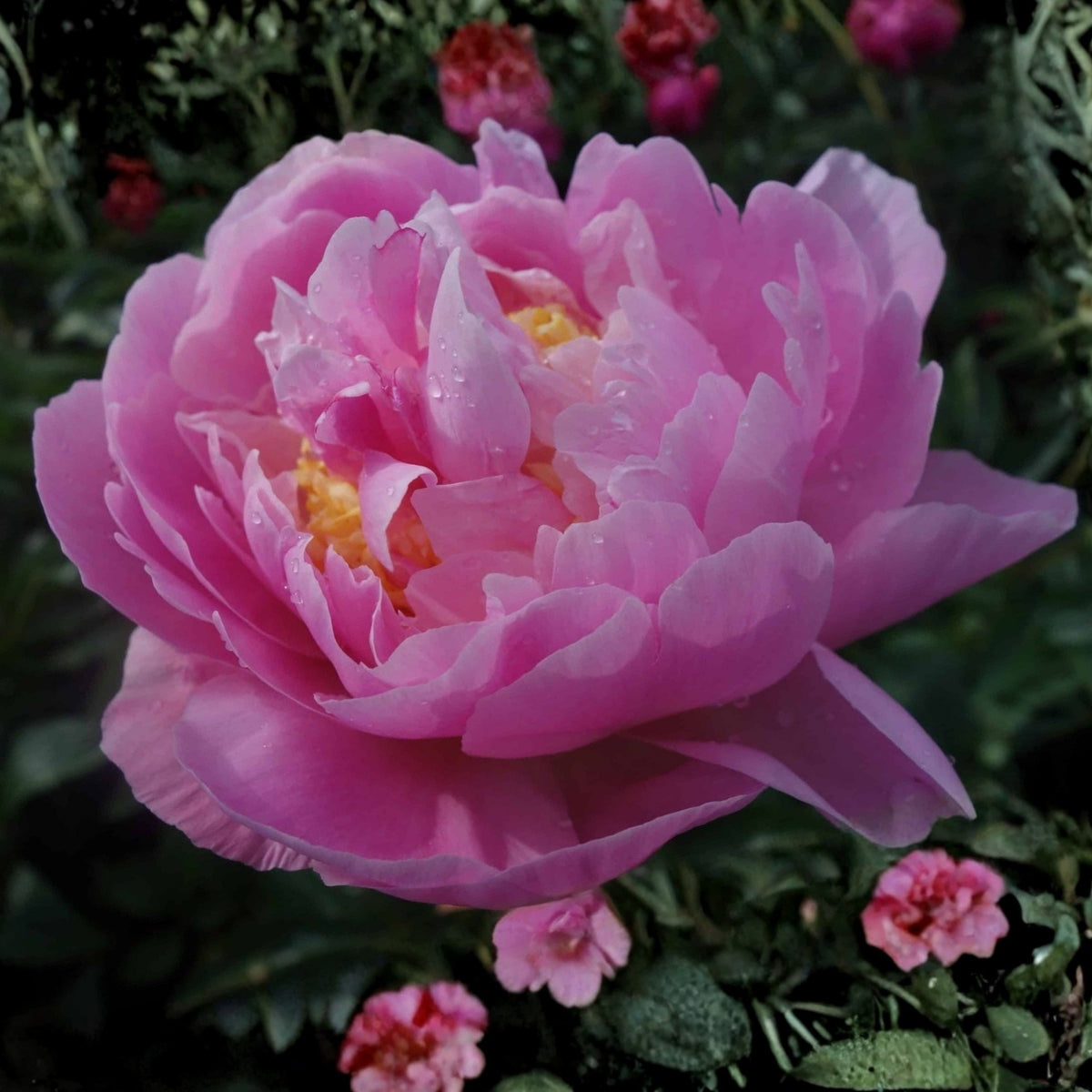 Bella Donna Peony Seeds - Herbaceous Peony, 10+ seeds