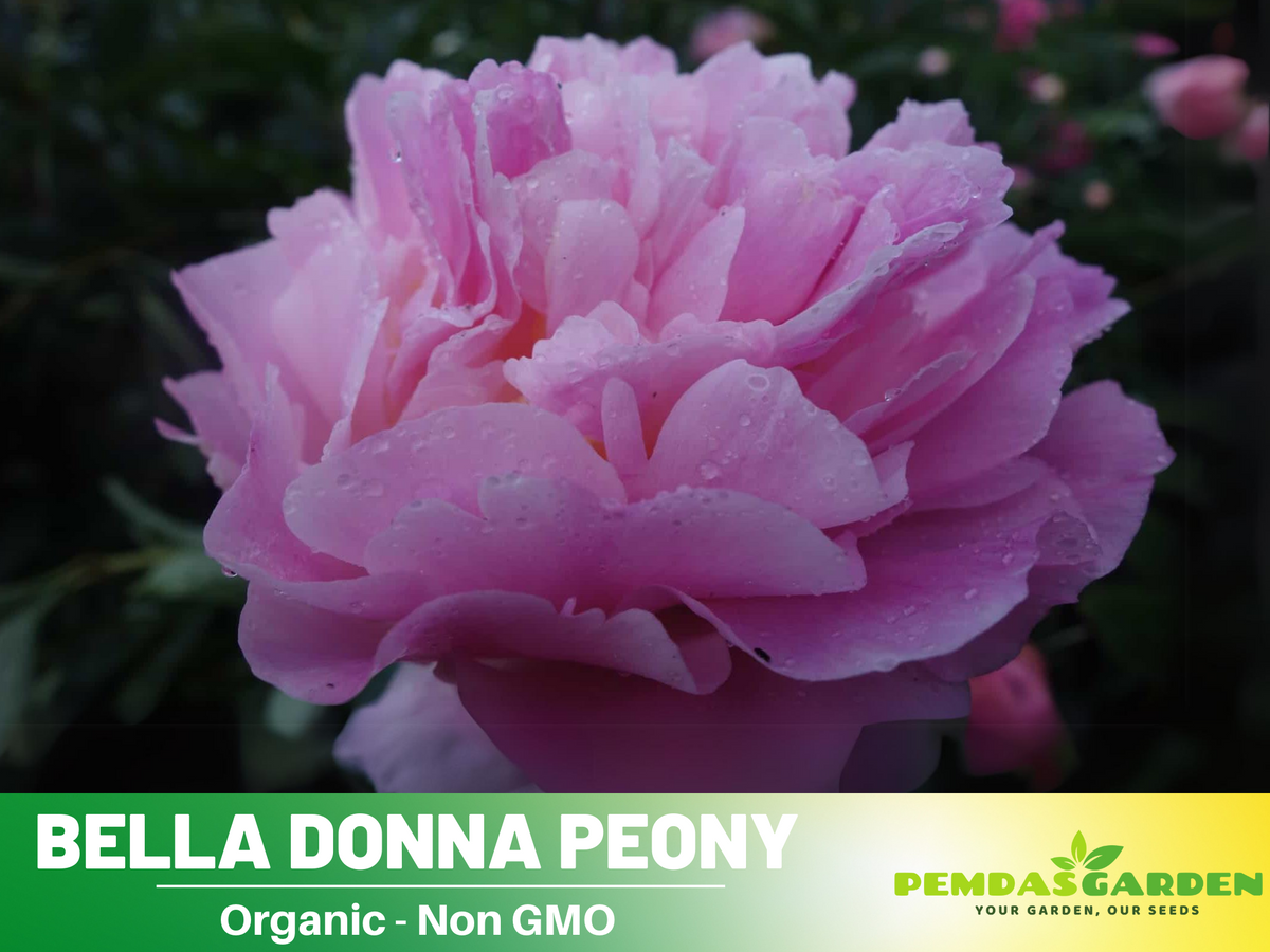 10+ Rare Seeds-  Bella Donna Peony Seeds #B031