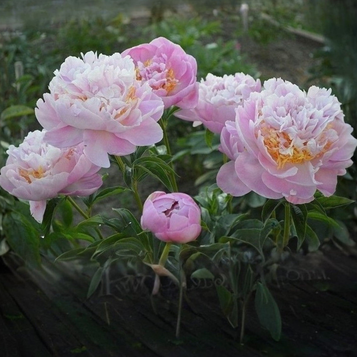 Bella Donna Peony Seeds - Herbaceous Peony, 10+ seeds