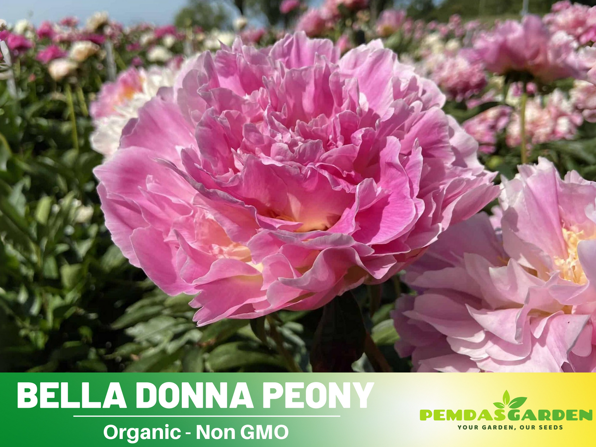 10+ Rare Seeds-  Bella Donna Peony Seeds #B031