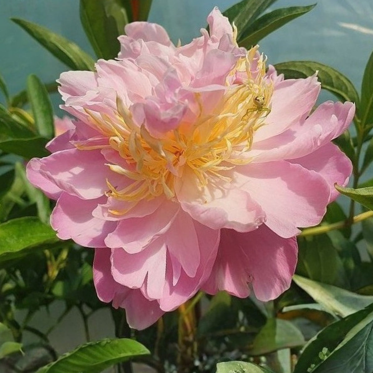 Bella Donna Peony Seeds - Herbaceous Peony, 10+ seeds