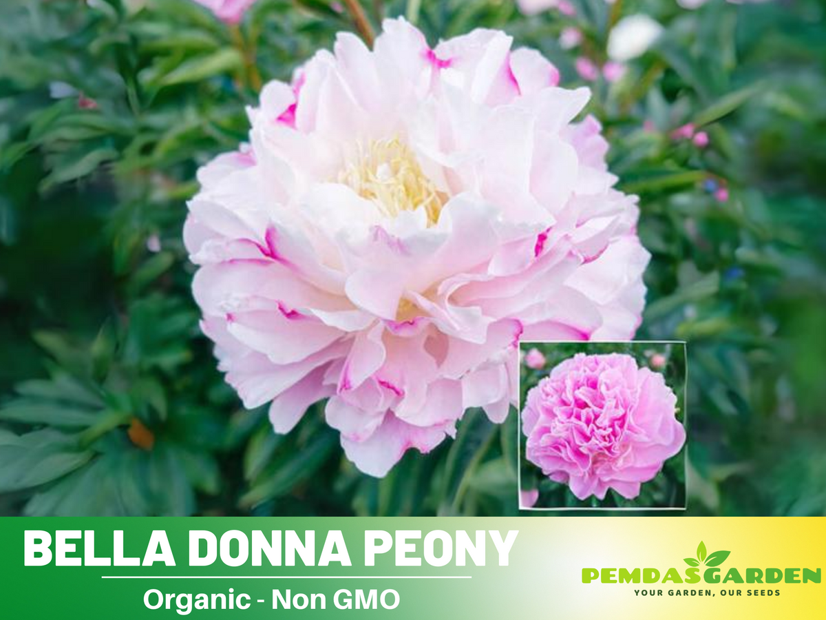 10+ Rare Seeds-  Bella Donna Peony Seeds #B031