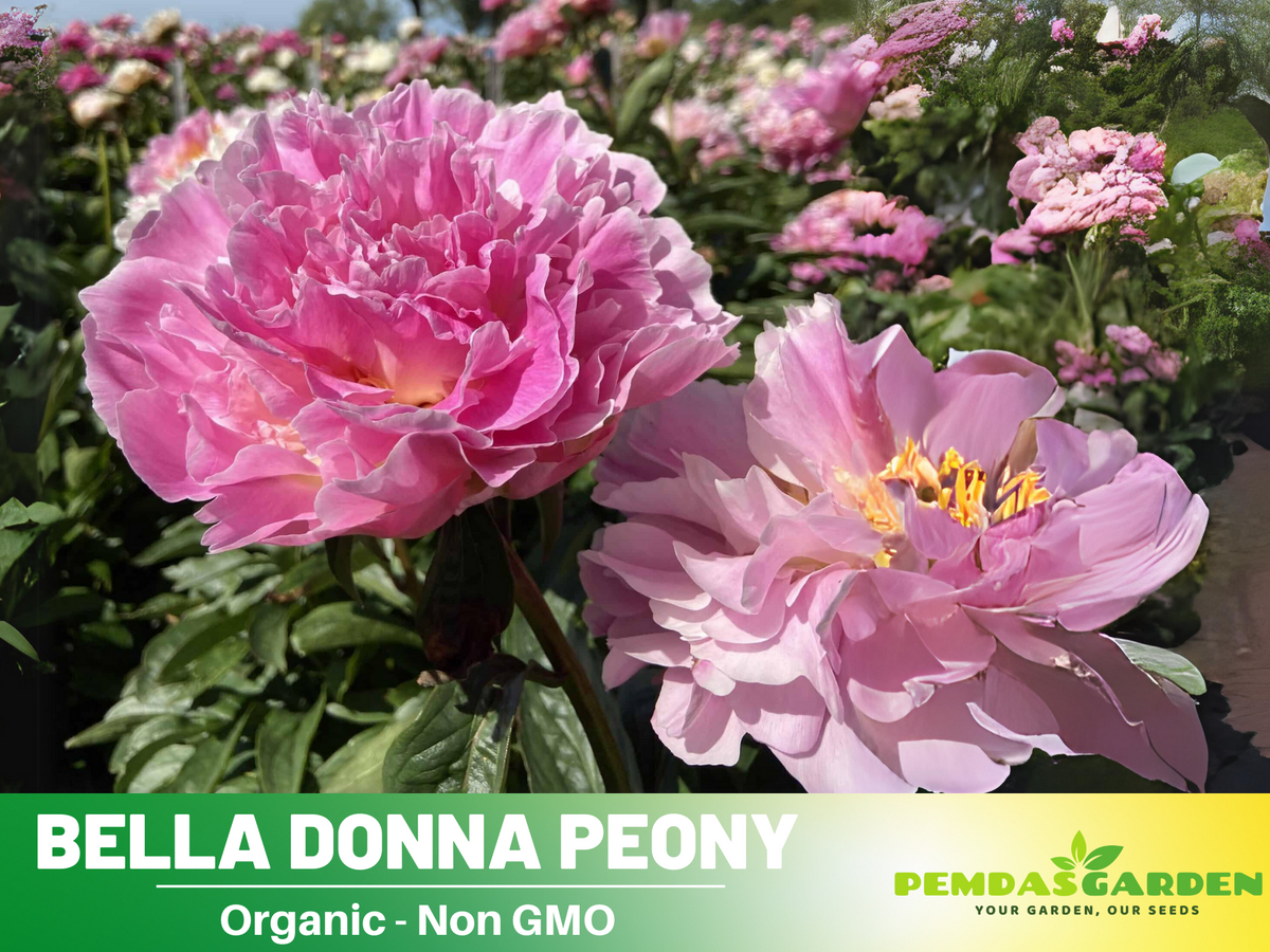 10+ Rare Seeds-  Bella Donna Peony Seeds #B031