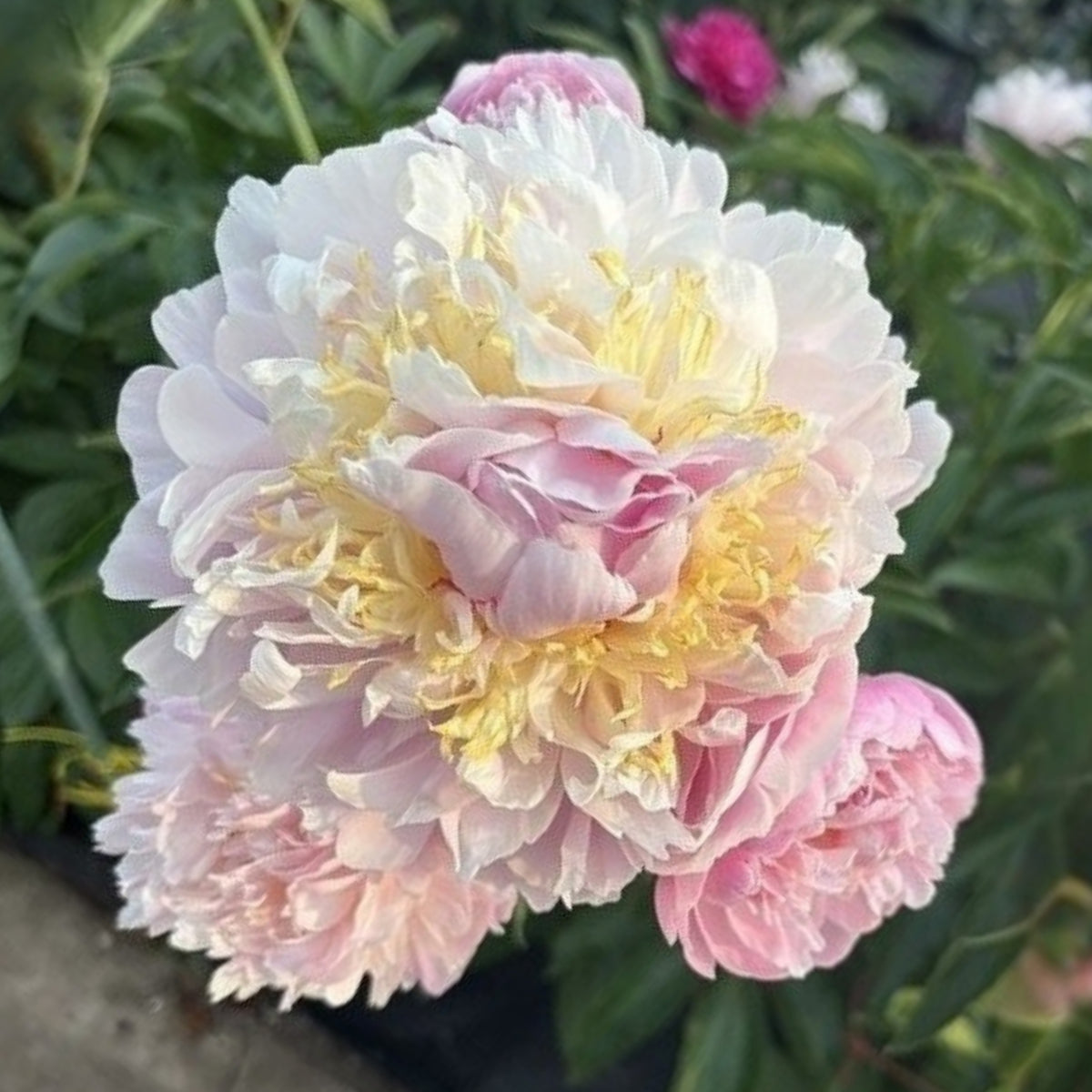 Bella Donna Peony Seeds - Herbaceous Peony, 10+ seeds
