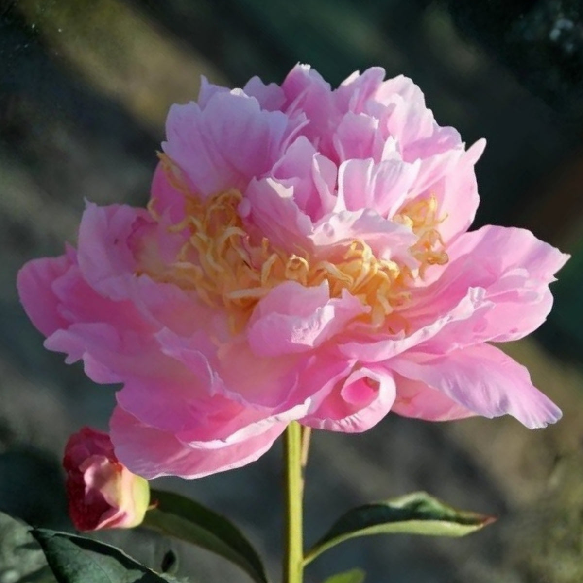 Bella Donna Peony Seeds - Herbaceous Peony, 10+ seeds