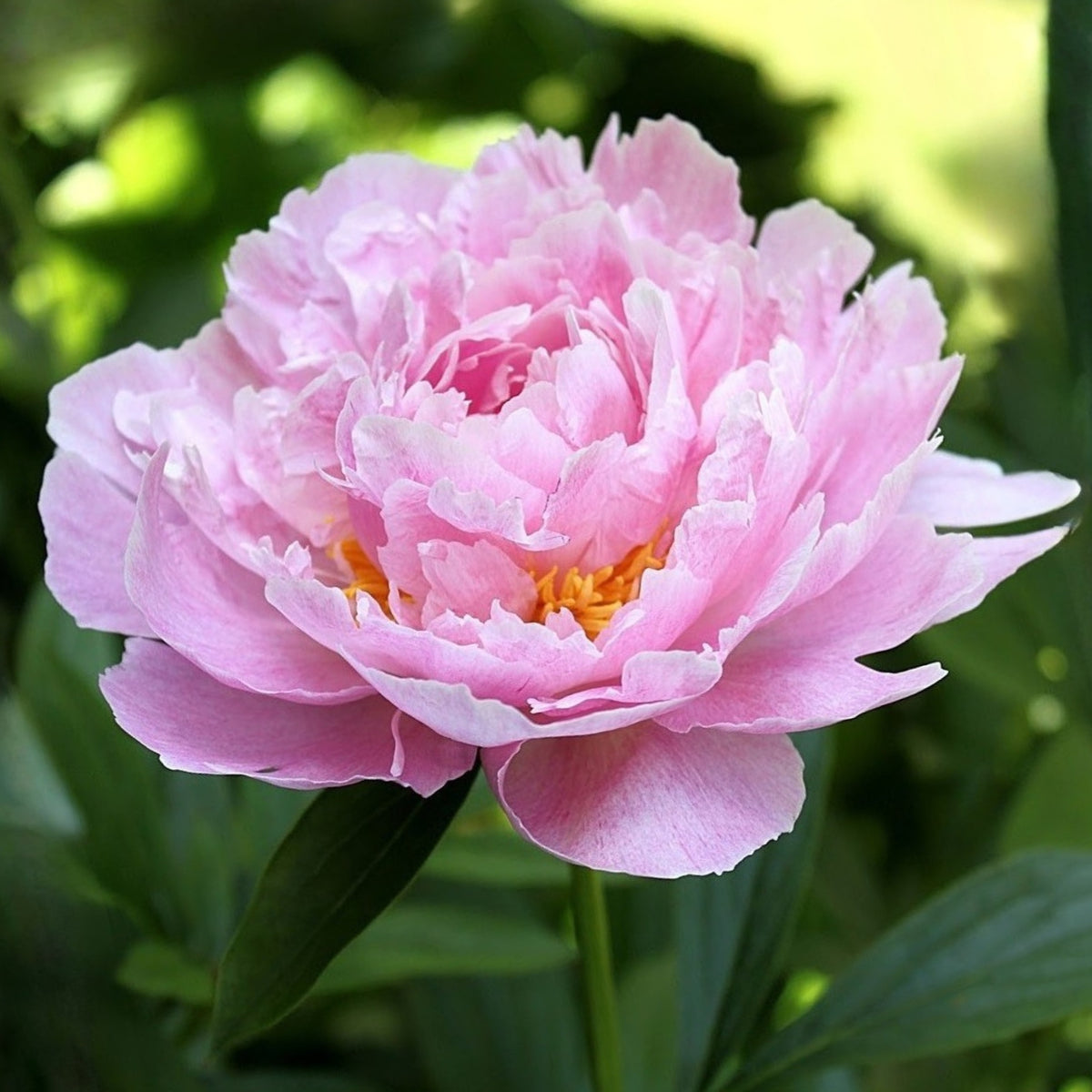 Bella Donna Peony Seeds - Herbaceous Peony, 10+ seeds