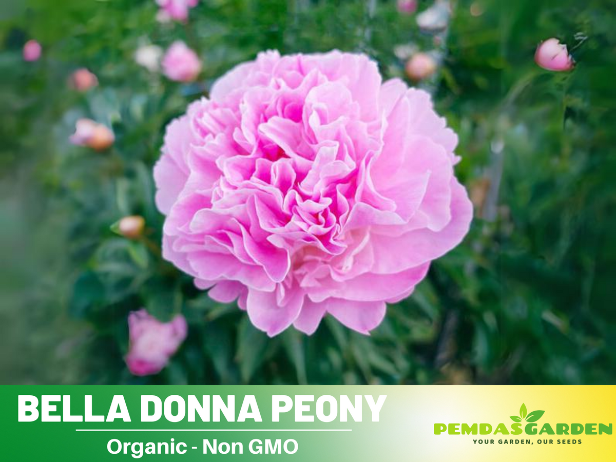 10+ Rare Seeds-  Bella Donna Peony Seeds #B031