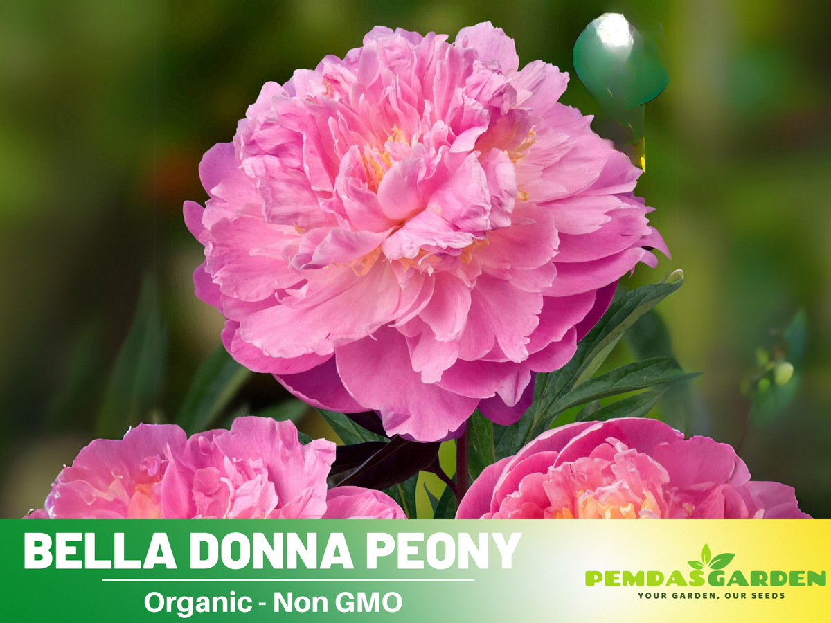 10+ Rare Seeds-  Bella Donna Peony Seeds #B031