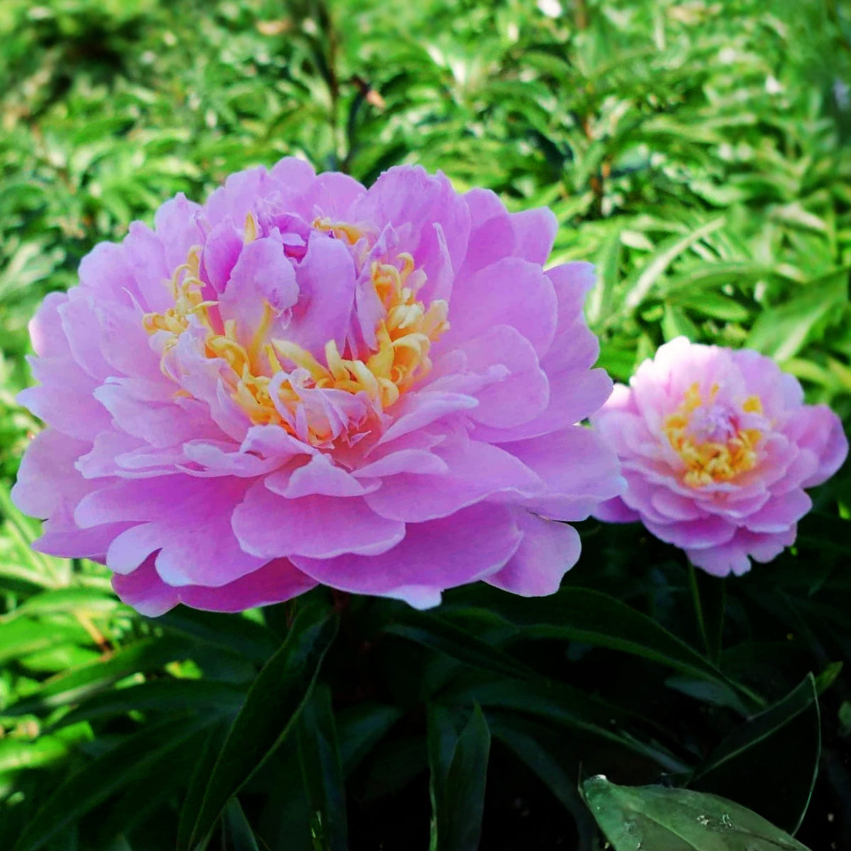 Bella Donna Peony Seeds - Herbaceous Peony, 10+ seeds