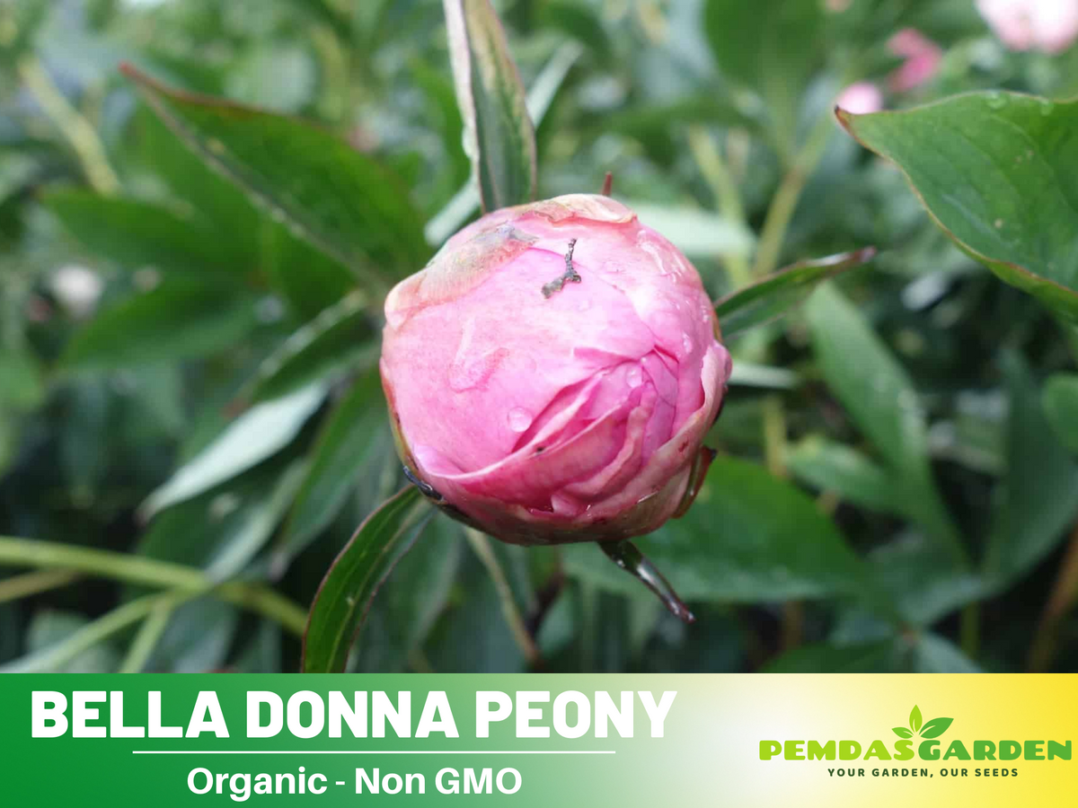 10+ Rare Seeds-  Bella Donna Peony Seeds #B031