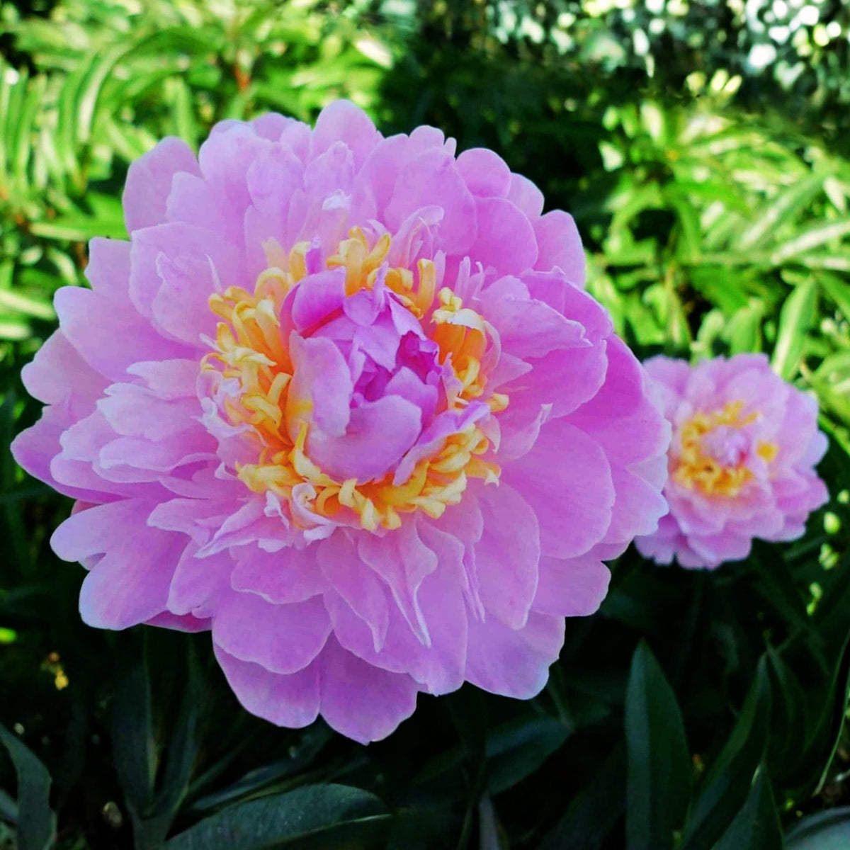 Bella Donna Peony Seeds - Herbaceous Peony, 10+ seeds