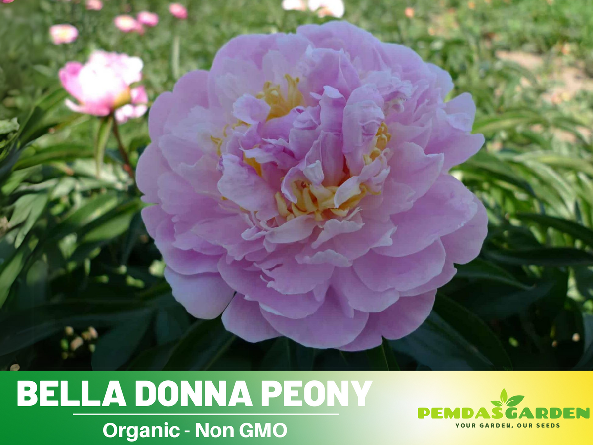 10+ Rare Seeds-  Bella Donna Peony Seeds #B031