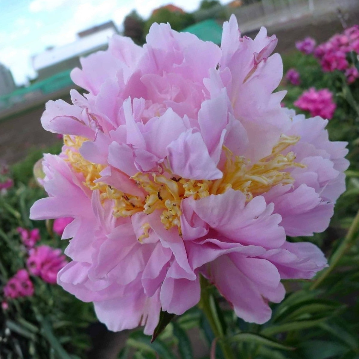 Bella Donna Peony Seeds - Herbaceous Peony, 10+ seeds