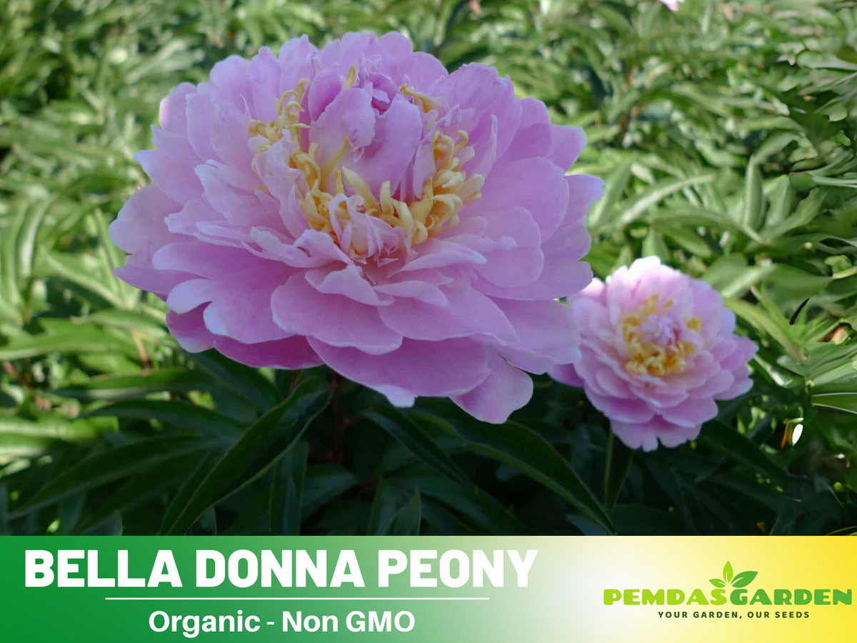 10+ Rare Seeds-  Bella Donna Peony Seeds #B031