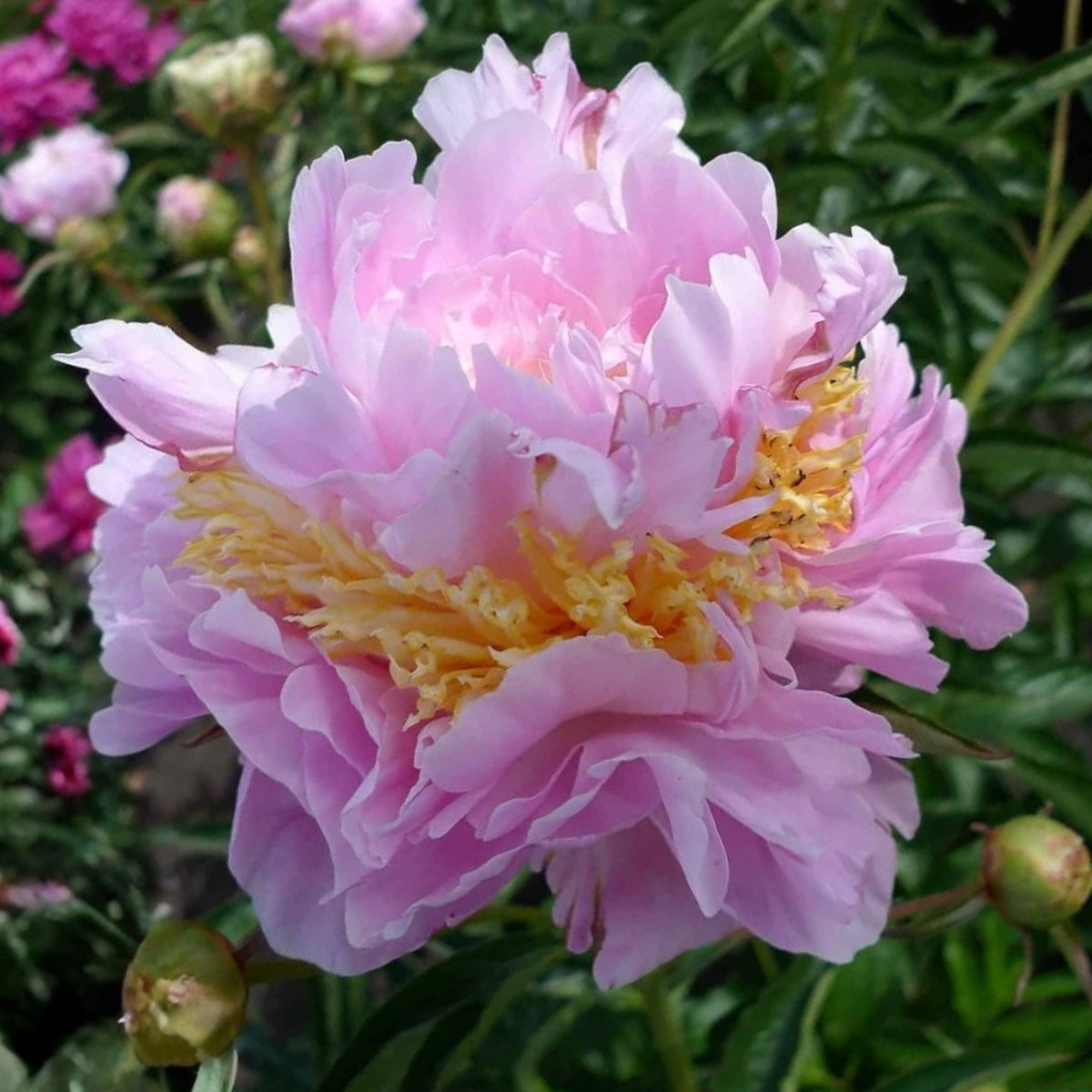 Bella Donna Peony Seeds - Herbaceous Peony, 10+ seeds