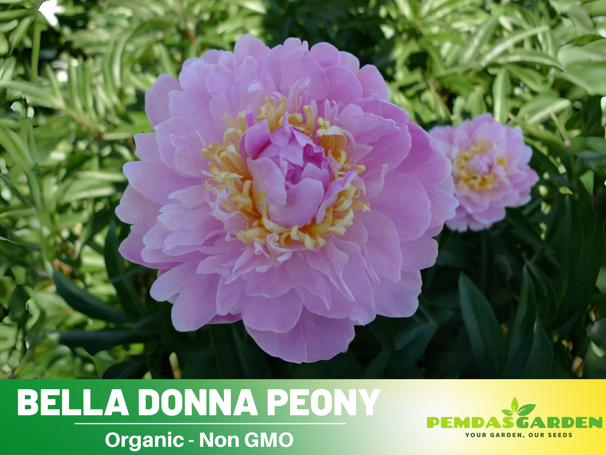 10+ Rare Seeds-  Bella Donna Peony Seeds #B031