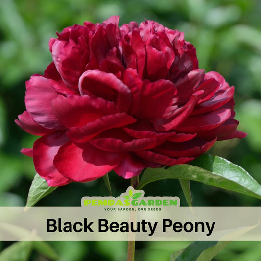 Black Beauty Peony Seeds - Herbaceous Peony, Double Blooms, 10+ seeds