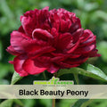 10+ Rare Seeds|  Black Beauty Peony Seeds (Paeonia, Herbaceous Peony) – Double Blooms, Vibrant Garden Blooms, Romantic Perennial Blooms for Cottage Garden, Fragrant Cut Flowers, Easy to Grow#B032