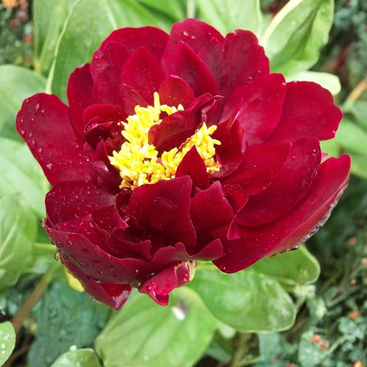 Black Beauty Peony Seeds - Herbaceous Peony, Double Blooms, 10+ seeds