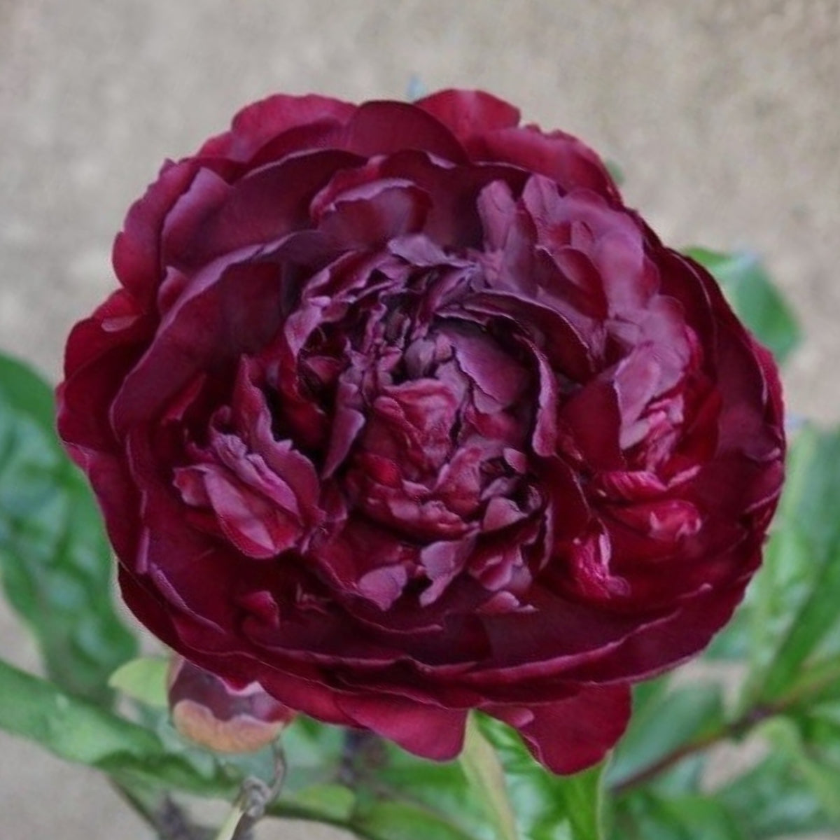 Black Beauty Peony Seeds - Herbaceous Peony, Double Blooms, 10+ seeds