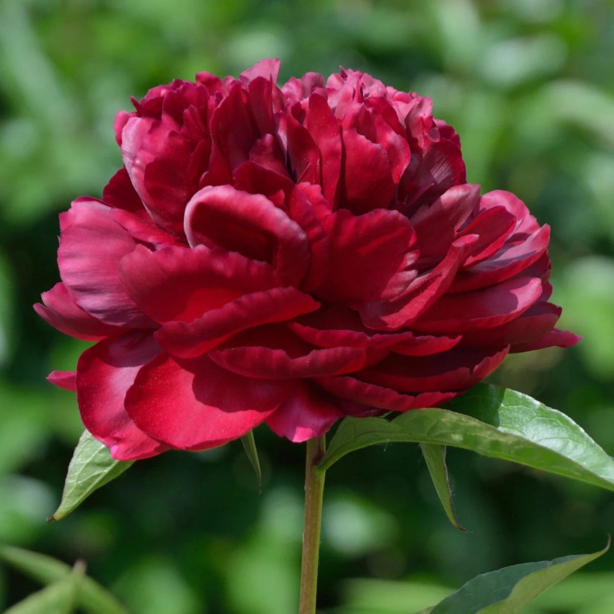 Black Beauty Peony Seeds - Herbaceous Peony, Double Blooms, 10+ seeds
