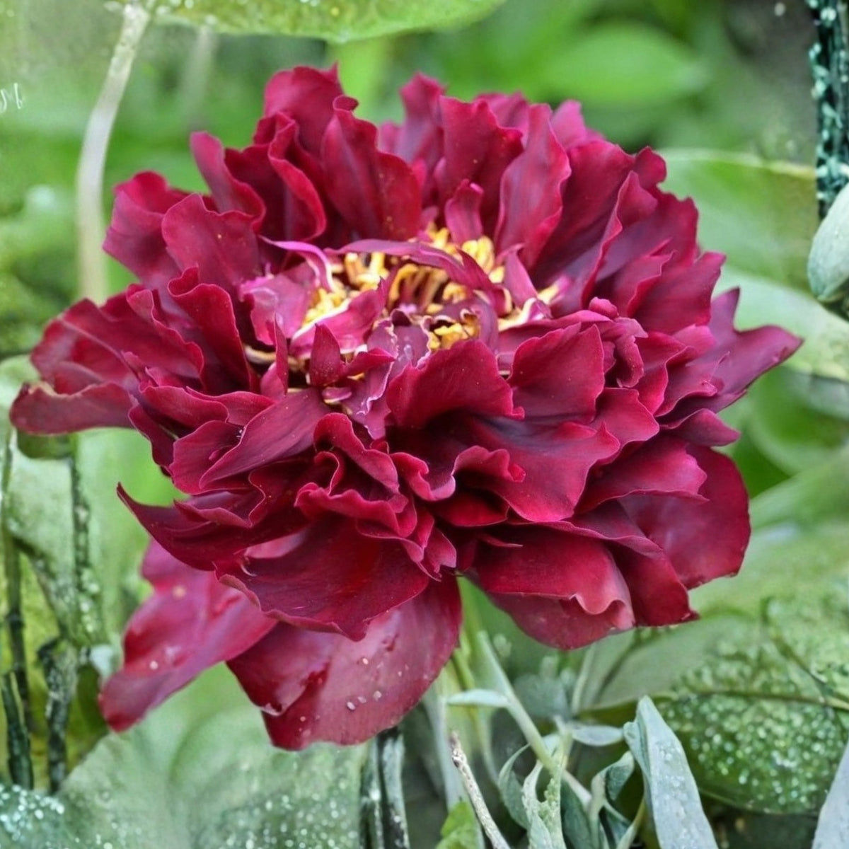 Black Beauty Peony Seeds - Herbaceous Peony, Double Blooms, 10+ seeds