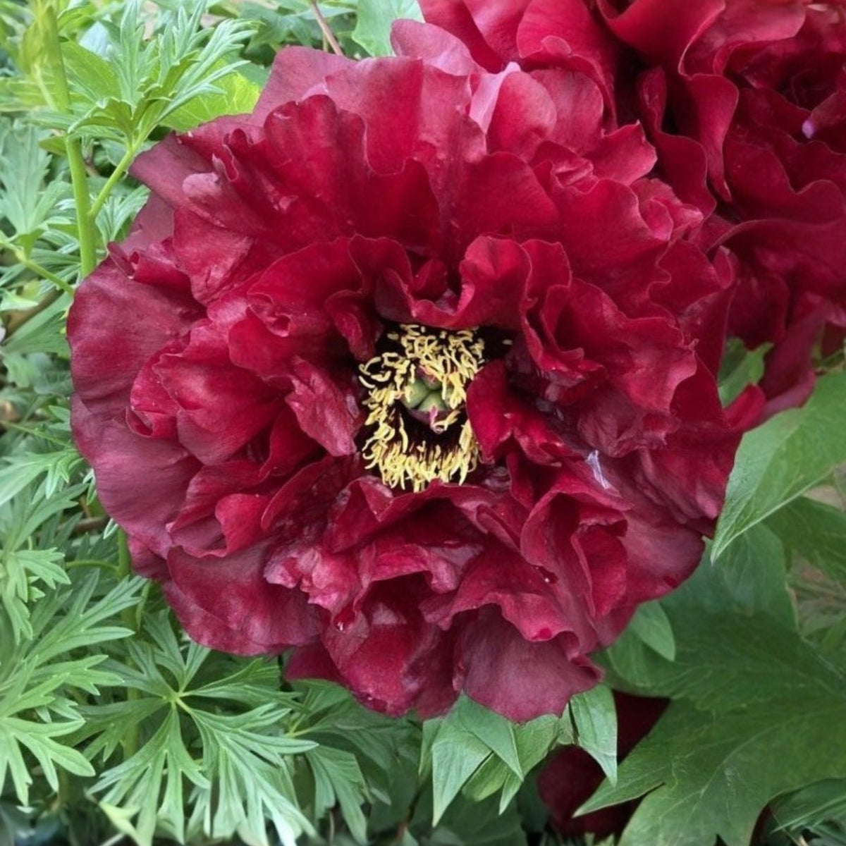 Black Beauty Peony Seeds - Herbaceous Peony, Double Blooms, 10+ seeds