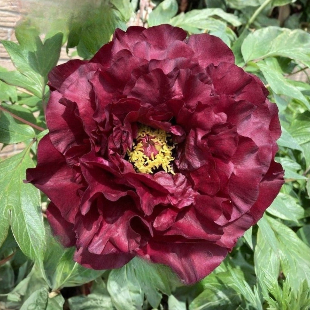 Black Beauty Peony Seeds - Herbaceous Peony, Double Blooms, 10+ seeds