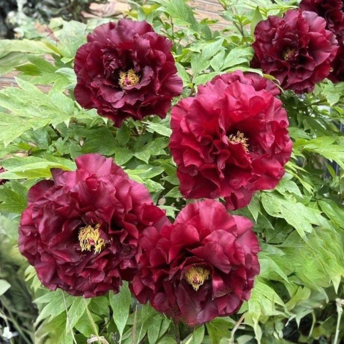 Black Beauty Peony Seeds - Herbaceous Peony, Double Blooms, 10+ seeds