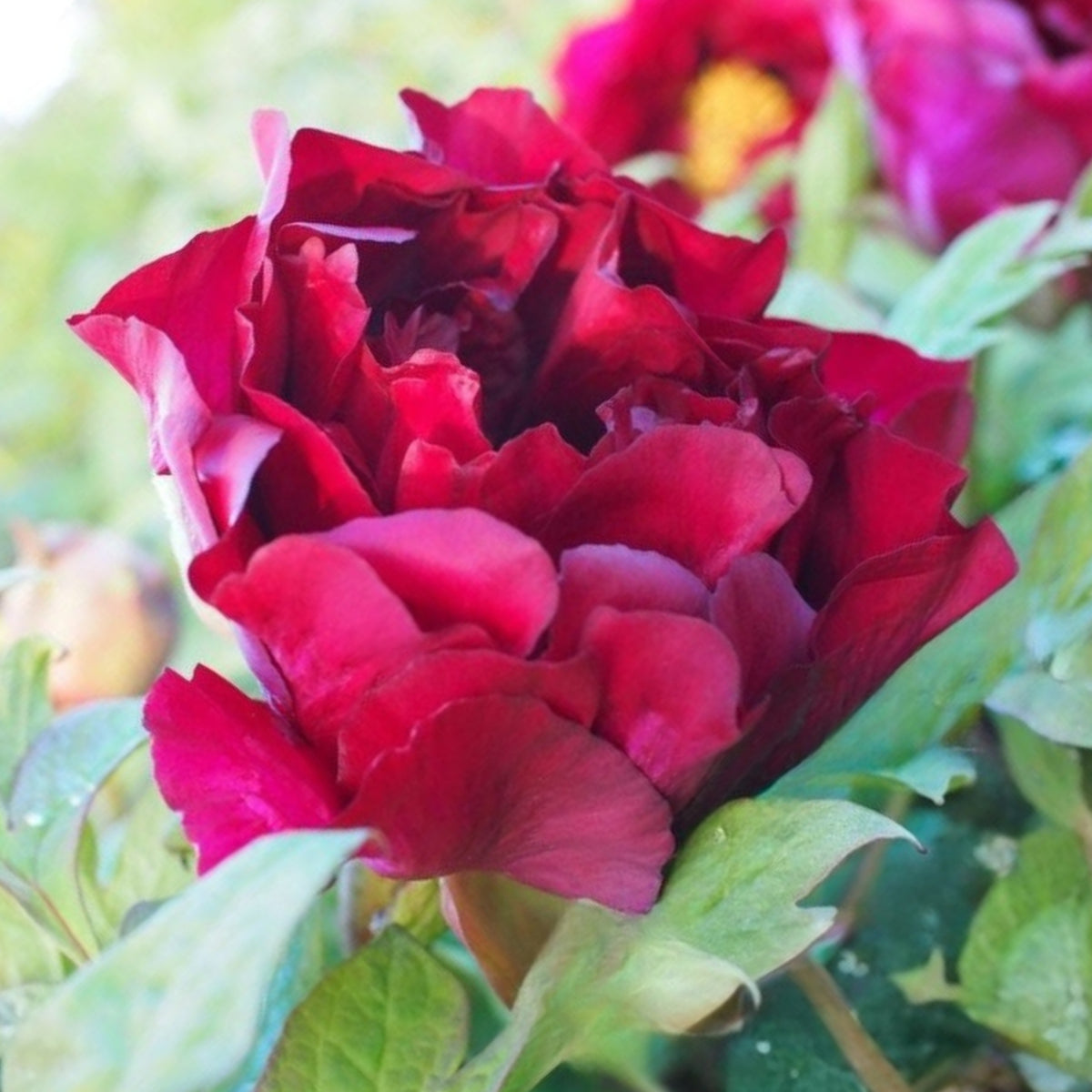 Black Beauty Peony Seeds - Herbaceous Peony, Double Blooms, 10+ seeds