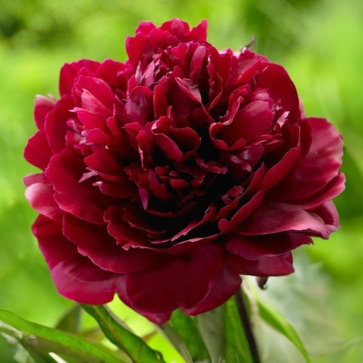 Black Beauty Peony Seeds - Herbaceous Peony, Double Blooms, 10+ seeds