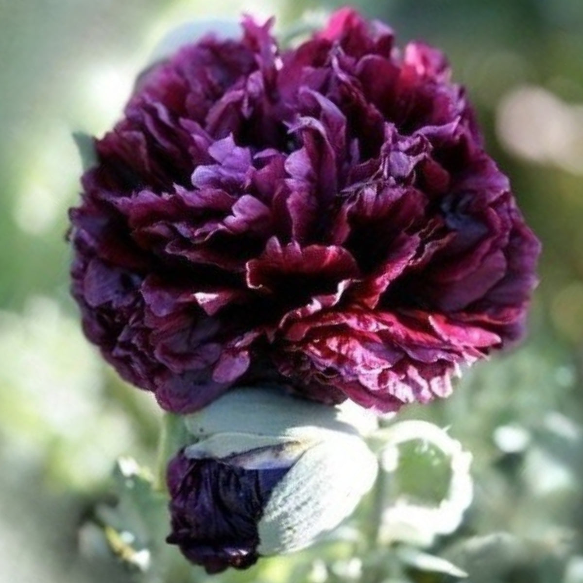 Black Beauty Peony Seeds - Herbaceous Peony, Double Blooms, 10+ seeds