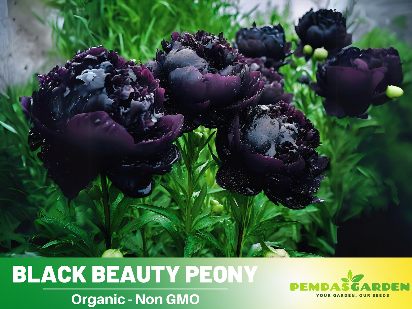 black beauty peony flower seeds 10+ Rare Seeds| Black Beauty Peony Seeds (Paeonia, Herbaceous Peony) – – PEMDASGARDEN