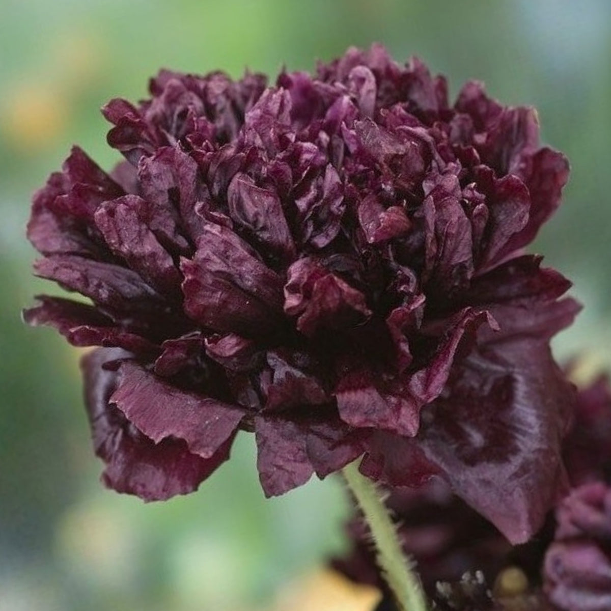 Black Beauty Peony Seeds - Herbaceous Peony, Double Blooms, 10+ seeds