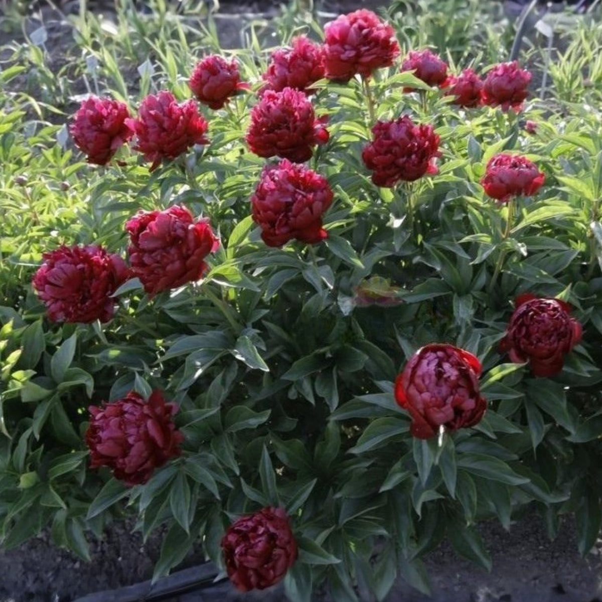 Black Beauty Peony Seeds - Herbaceous Peony, Double Blooms, 10+ seeds
