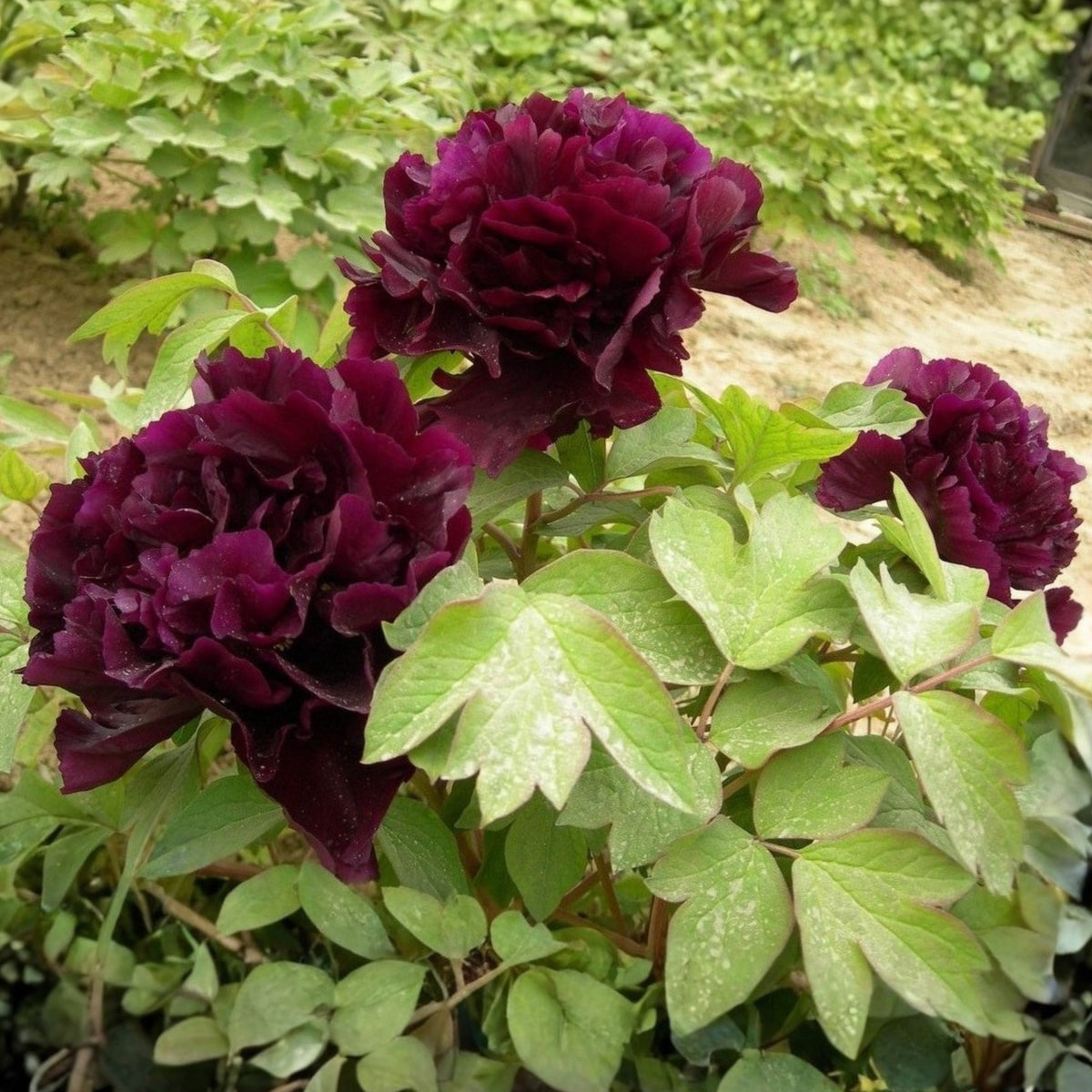 Black Beauty Peony Seeds - Herbaceous Peony, Double Blooms, 10+ seeds