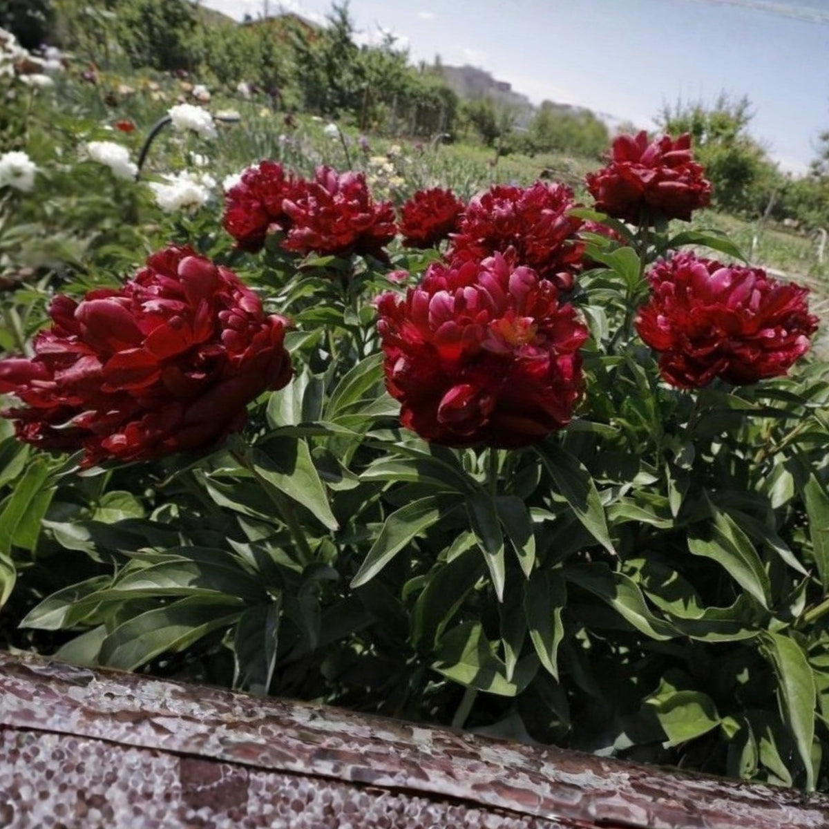 Black Beauty Peony Seeds - Herbaceous Peony, Double Blooms, 10+ seeds