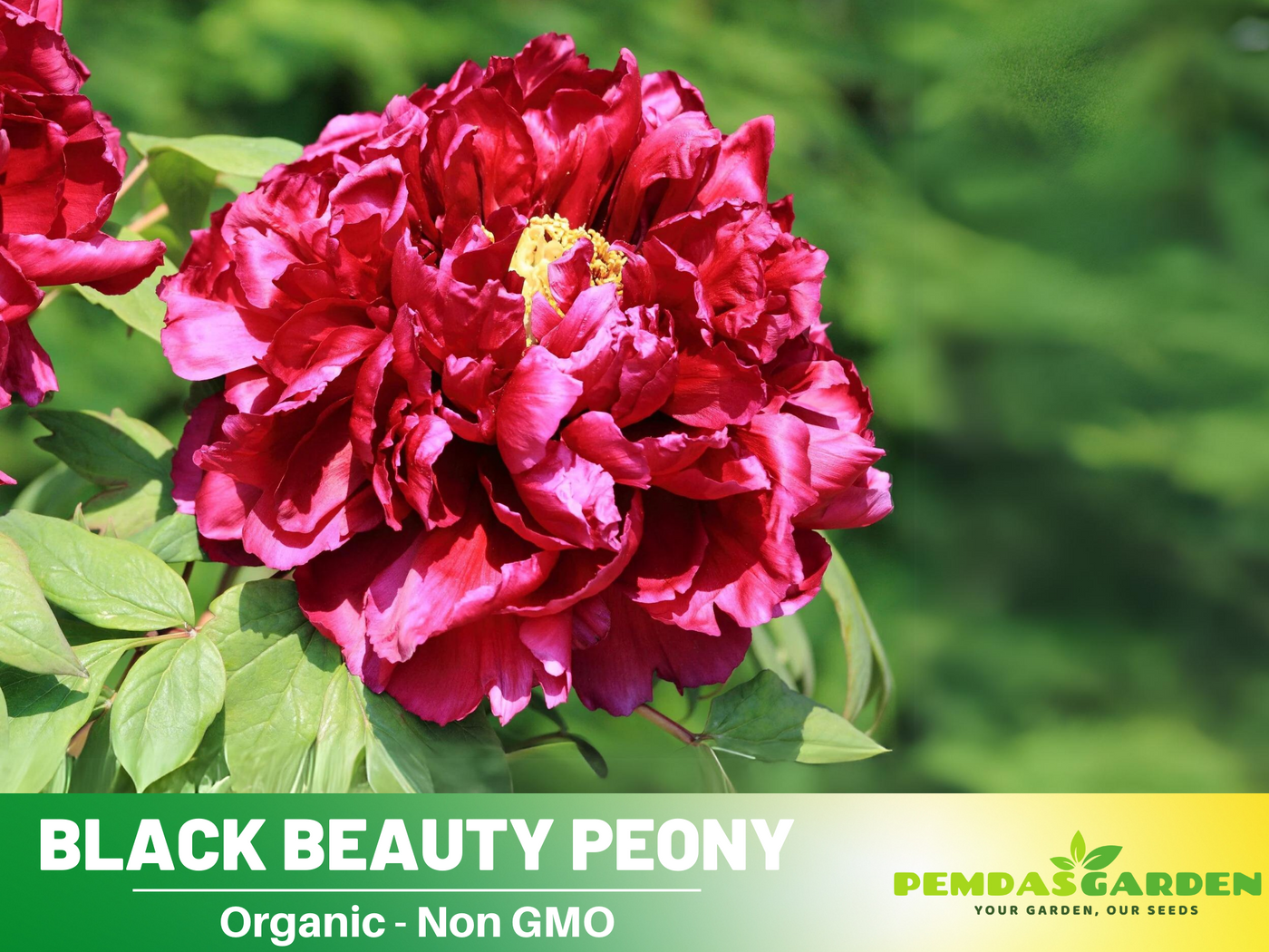 black beauty peony flower seeds 10+ Rare Seeds| Black Beauty Peony Seeds (Paeonia, Herbaceous Peony) – – PEMDASGARDEN