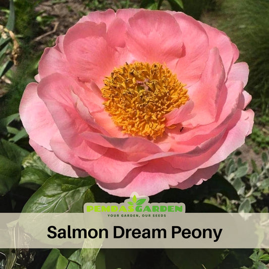 Salmon Dream Peony Seeds - Chinese Peony, 10+ seeds
