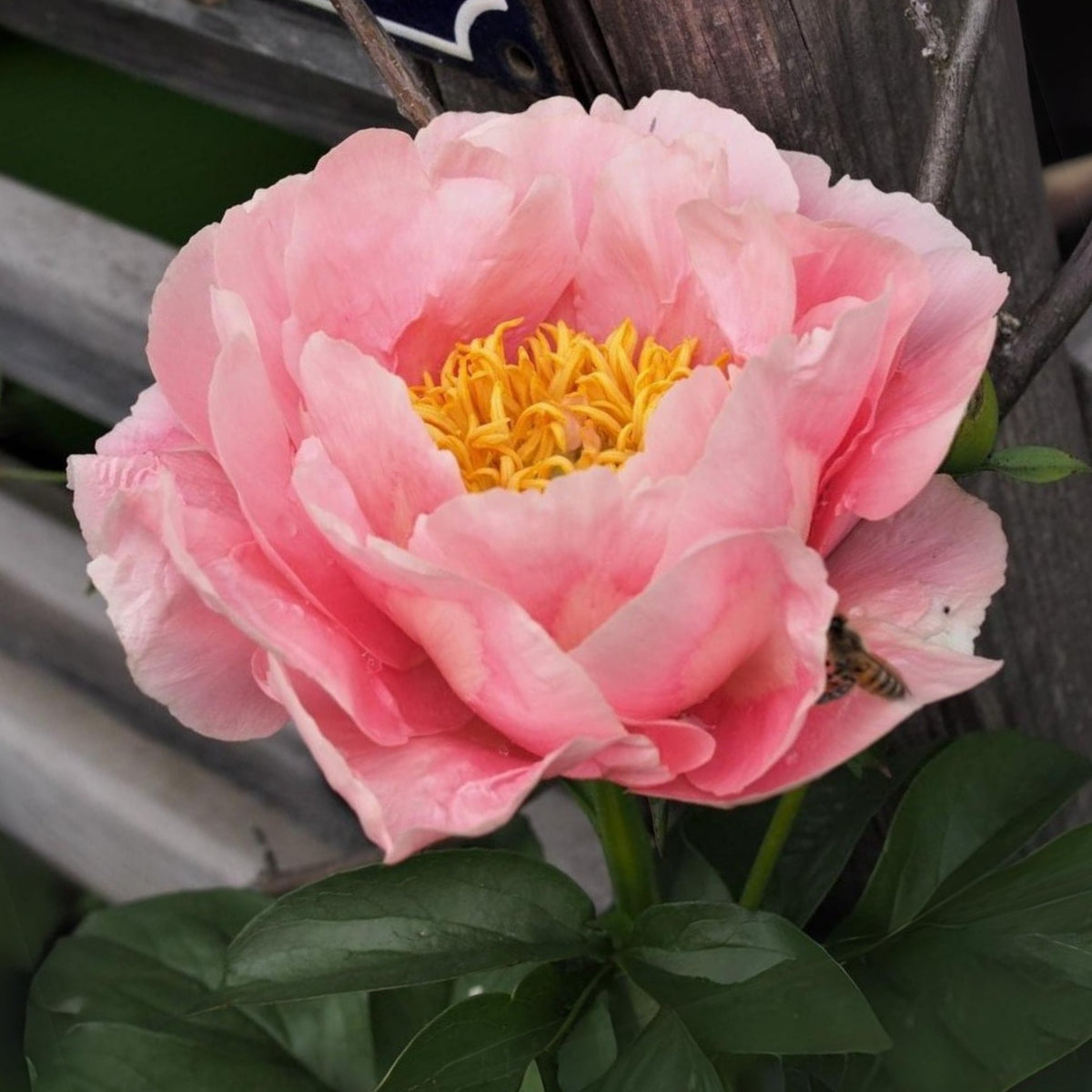 Salmon Dream Peony Seeds - Chinese Peony, 10+ seeds