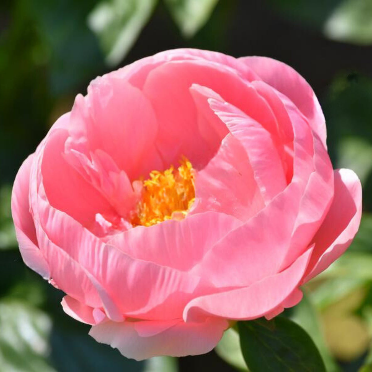 Salmon Dream Peony Seeds - Chinese Peony, 10+ seeds