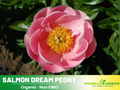10+ Rare Seeds| Salmon Dream Peony Seeds (Paeonia, Chinese Peony) – Heirloom Perennial Flower Seeds for Colorful Garden Blooms, Ornamental Landscaping & Cut Flowers#B033