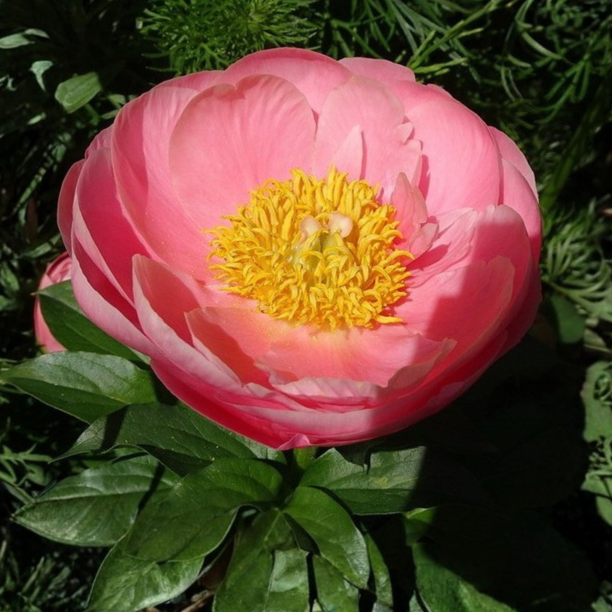 Salmon Dream Peony Seeds - Chinese Peony, 10+ seeds