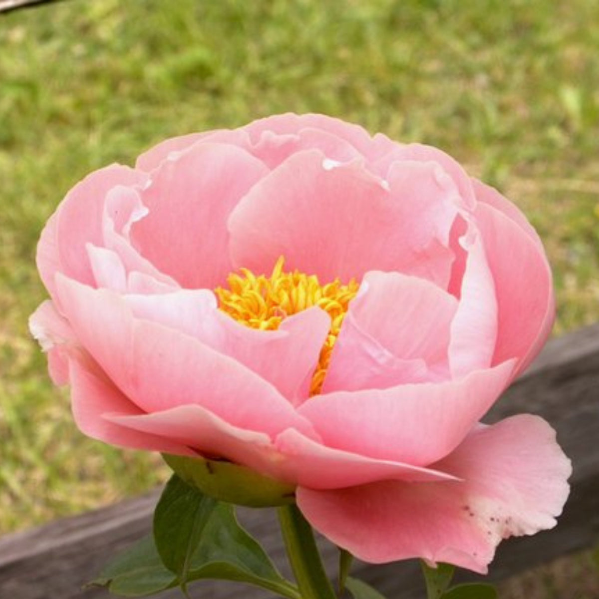 Salmon Dream Peony Seeds - Chinese Peony, 10+ seeds