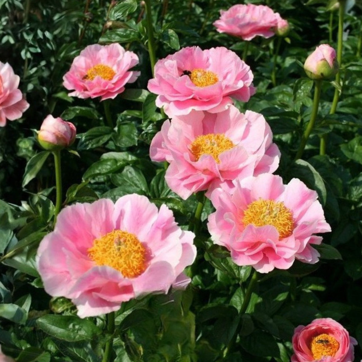 Salmon Dream Peony Seeds - Chinese Peony, 10+ seeds