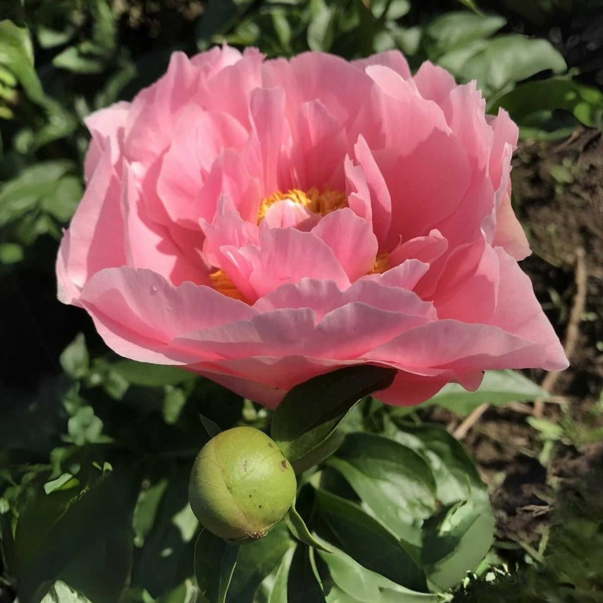 Salmon Dream Peony Seeds - Chinese Peony, 10+ seeds