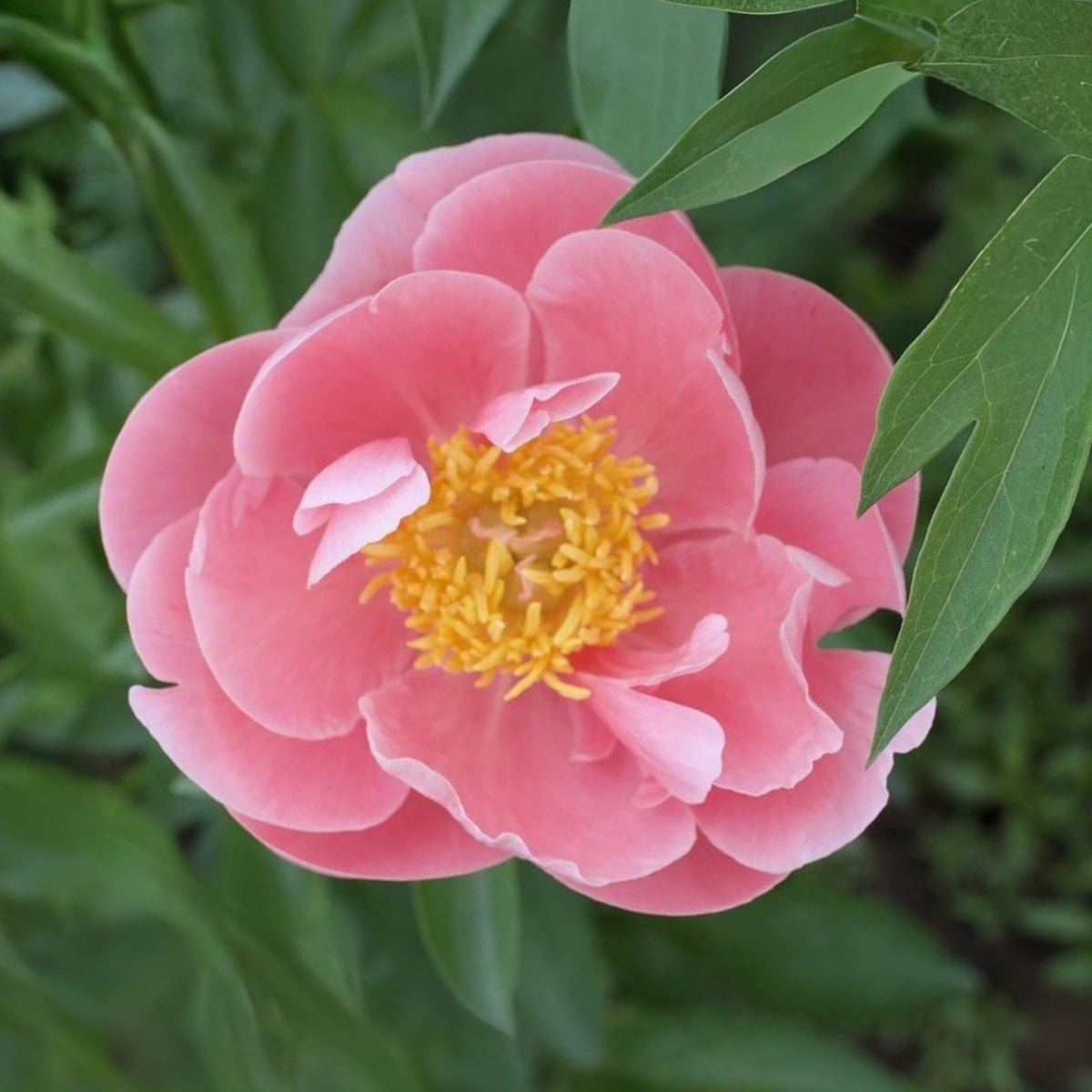Salmon Dream Peony Seeds - Chinese Peony, 10+ seeds