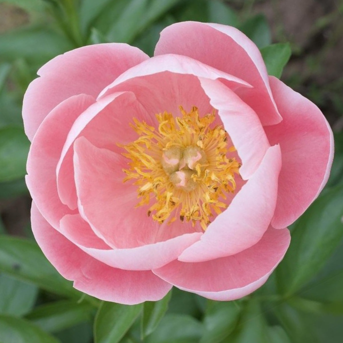 Salmon Dream Peony Seeds - Chinese Peony, 10+ seeds